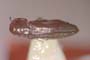 Agrilus gueorguievi Curletti & Sakalian, 2009 [paratype]