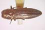 Agrilus kinuthiae Curletti & Sakalian, 2009 [holotype]