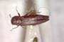 Agrilus ljubomirovi Curletti & Sakalian, 2009 [holotype]