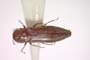 Agrilus ljubomirovi Curletti & Sakalian, 2009 [paratype]