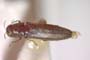 Agrilus novaki Curletti & Sakalian, 2009 [holotype]