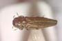 Agrilus polinae Curletti & Sakalian, 2009 [holotype]