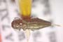 Agrilus polinae Curletti & Sakalian, 2009 [paratype]
