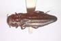 Agrilus delchevi Curletti & Sakalian, 2009 [holotype]