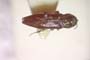 Agrilus gordoni Curletti & Sakalian, 2009 [paratype]