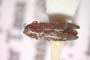 Agrilus jiloi Curletti & Sakalian, 2009 [holotype]