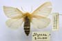 Lemonia taraxaci var. montana Buresch, 1915 [syntype]