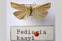Pediasia kasyi Ganev, 1983 [holotype]