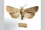 Agrotis decora olympica Toulechkoff, 1951 [syntype]