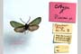 Procris drenowskii Alberti, 1939 [paratype]