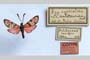 Zygaena carniolica var. antitaurica Holik, 1942 [paratype]