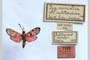 Zygaena carniolica var. antitaurica Holik, 1942 [holotype]