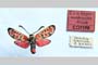 Zygaena carniolica var. hyperonobrychis Holik, 1939 [paratype]