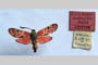 Zygaena carniolica var. hyperonobrychis Holik, 1939 [paratype]
