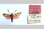Zygaena carniolica var. hyperonobrychis Holik, 1939 [paratype]