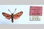 Zygaena carniolica var. hyperonobrychis Holik, 1939 [paratype]