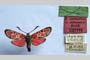 Zygaena carniolica var. tonzanica Holik, 1939 [paratype]