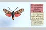 Zygaena carniolica var. tonzanica Holik, 1939 [paratype]