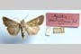 Agrotis stavriotiacus Toulechkoff, 1951 [paratype]