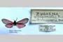 Zygaena purpuralis var. rebeli Drenowski, 1928 [paratype]