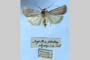 Agrotis decora olympica Toulechkoff, 1951 [syntype]