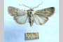Agrotis decora olympica Toulechkoff, 1951 [syntype]