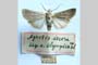 Agrotis decora olympica Toulechkoff, 1951 [syntype]
