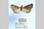 Agrotis cuprea jordanovi Toulechkoff, 1951 [syntype]