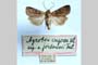 Agrotis cuprea jordanovi Toulechkoff, 1951 [syntype]