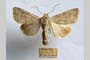 Hadena platinea grisescens Toulechkoff, 1951 [syntype]