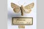 Hadena platinea grisescens Toulechkoff, 1951 [syntype]