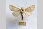 Hadena platinea grisescens Toulechkoff, 1951 [syntype]