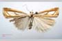 Catoptria gozmanyi casperella Ganev, 1983 [paratype]