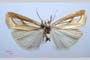 Catoptria gozmanyi casperella Ganev, 1983 [paratype]