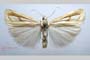 Catoptria gozmanyi casperella Ganev, 1983 [paratype]