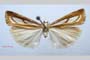 Catoptria gozmanyi casperella Ganev, 1983 [paratype]