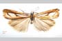 Catoptria gozmanyi casperella Ganev, 1983 [paratype]