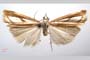 Catoptria gozmanyi casperella Ganev, 1983 [paratype]