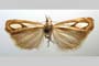 Catoptria gozmanyi casperella Ganev, 1983 [paratype]