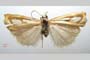 Catoptria gozmanyi casperella Ganev, 1983 [paratype]