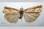 Catoptria gozmanyi casperella Ganev, 1983 [paratype]