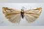 Catoptria gozmanyi casperella Ganev, 1983 [paratype]
