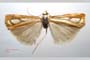 Catoptria gozmanyi casperella Ganev, 1983 [paratype]