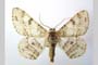 Boarmia selenaria bureschi Karnoschitzki, 1954 [holotype]