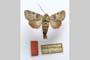Harmodia caesia var. urumovi Drenowski, 1931 [syntype?]