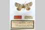 Harmodia caesia var. urumovi Drenowski, 1931 [paratype]
