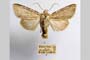 Hadena platinea grisescens Toulechkoff, 1951 [syntype]