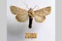 Hadena platinea grisescens Toulechkoff, 1951 [syntype]