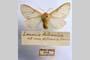 Lemonia balcanica ab. rilaensis Drenowski, 1936 [holotype]