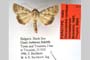 Oncocnemis confusa michaelorum Beshkov, 1997 [paratype]